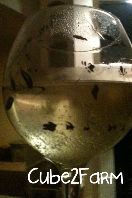 Homemade Champagne copy